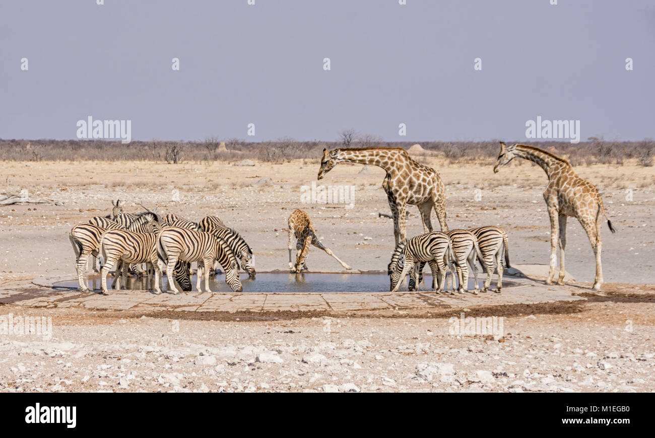 Giraffe And Zebra At A Watering Hole In The Namibian Savanna Stock 