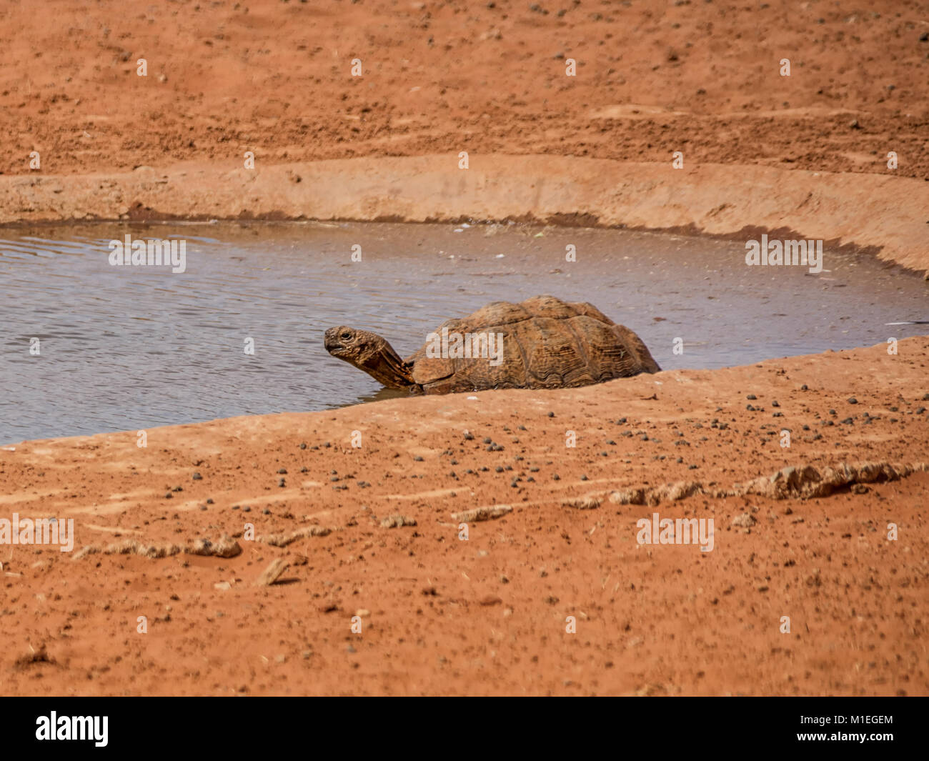 A leopard Tortoise getting a drink at a watering hole in Southern African savanna Stock Photo