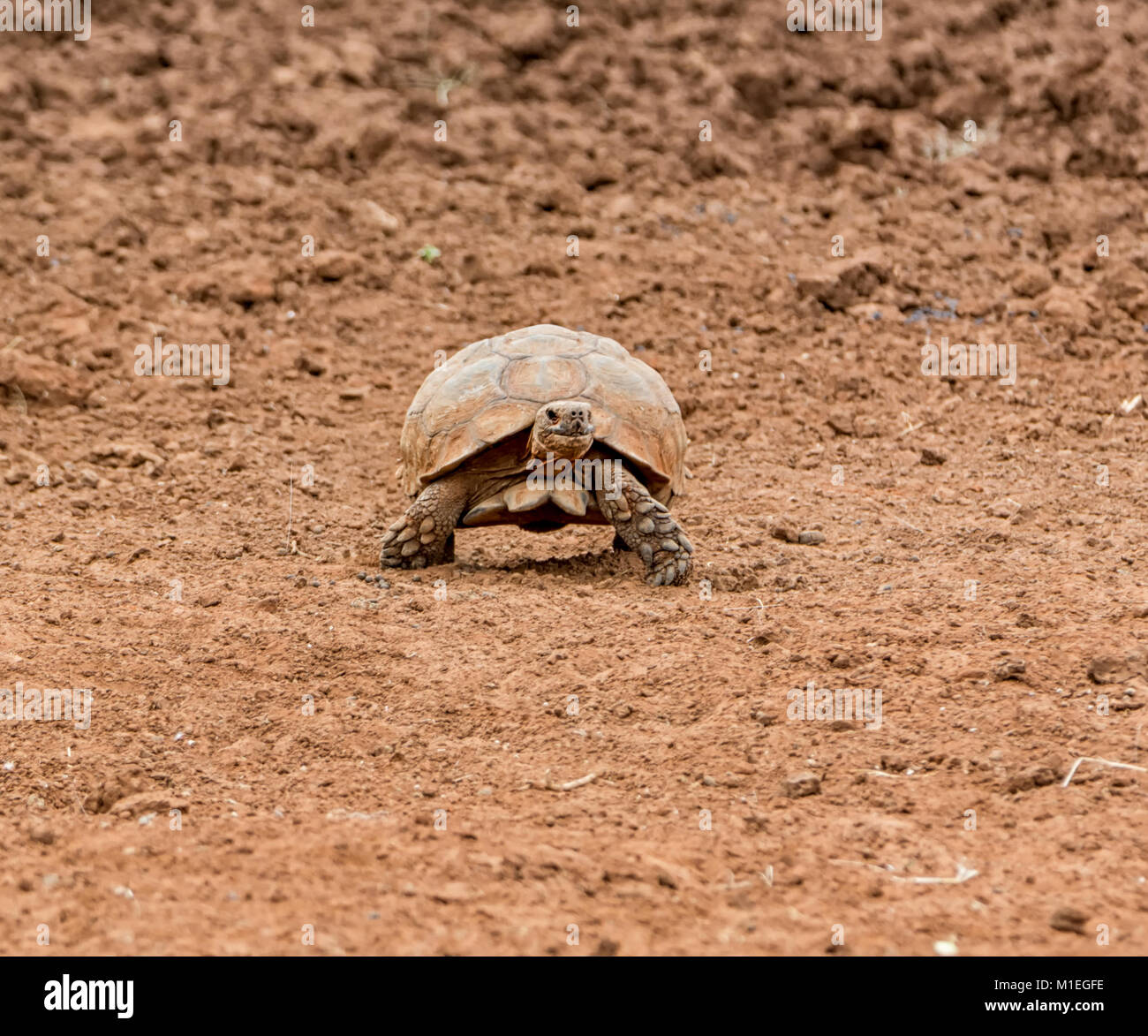 A leopard Tortoise in Southern African savanna Stock Photo