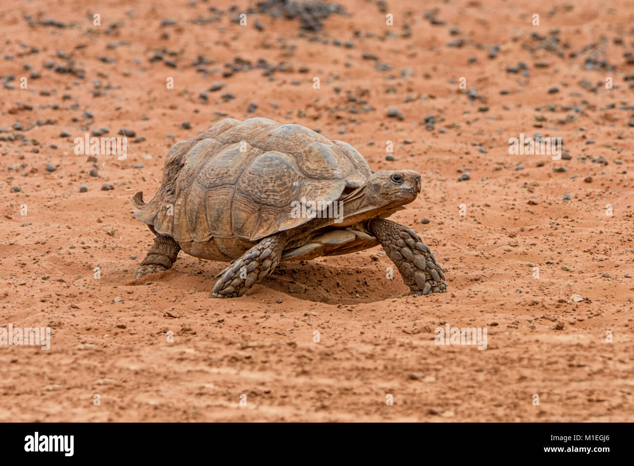 A leopard Tortoise in Southern African savanna Stock Photo
