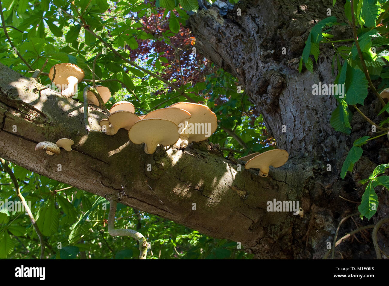 Schuppiger Porling, Schuppiger Stielporling, Schwarzfußporling, Polyporus squamosus, Baumpilz an alter, absterbender Kastanie, Dryad's saddle, Pheasan Stock Photo