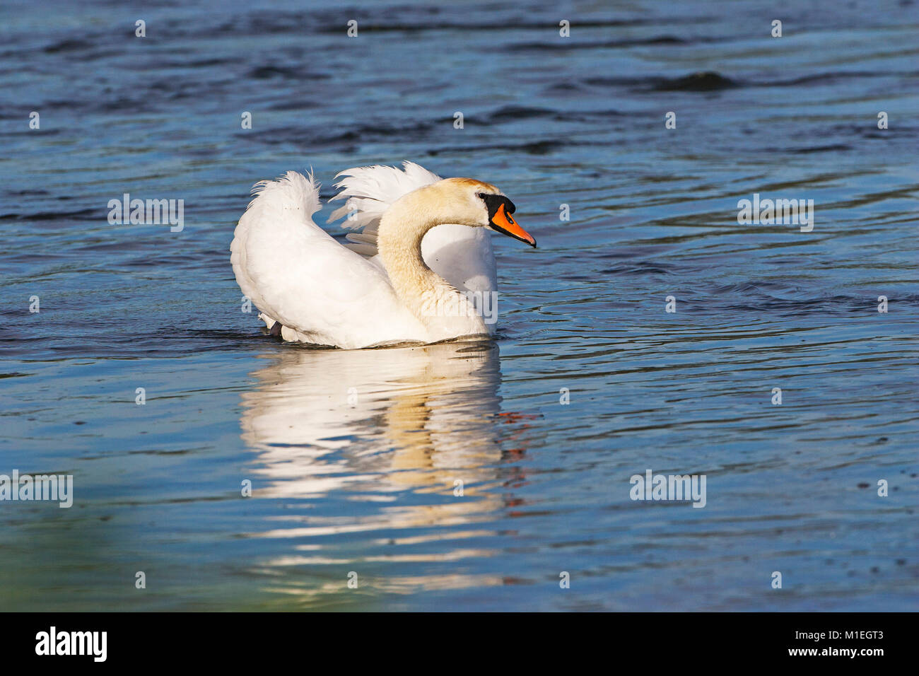 Mute swan Cygnus olor in aggressive posture on the River Avon  Hampshire Hatches Ringwood Hampshire England UK Stock Photo
