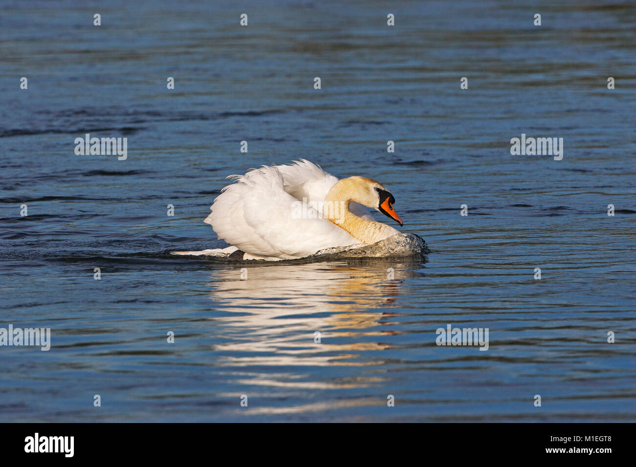 Mute swan Cygnus olor in aggressive posture on the River Avon  Hampshire Hatches Ringwood Hampshire England UK Stock Photo