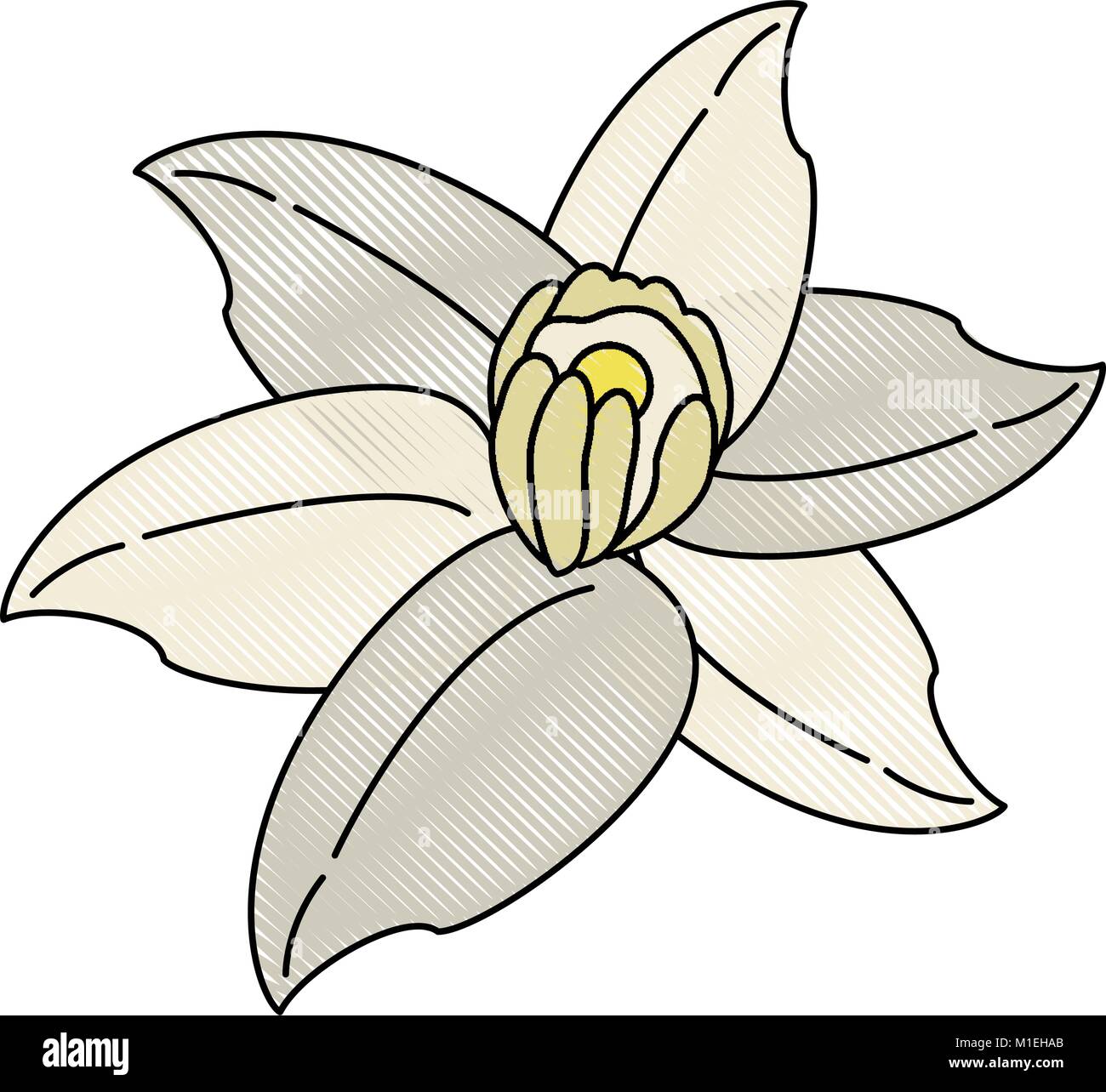 Beautiful flower isolated Stock Vector Image & Art - Alamy
