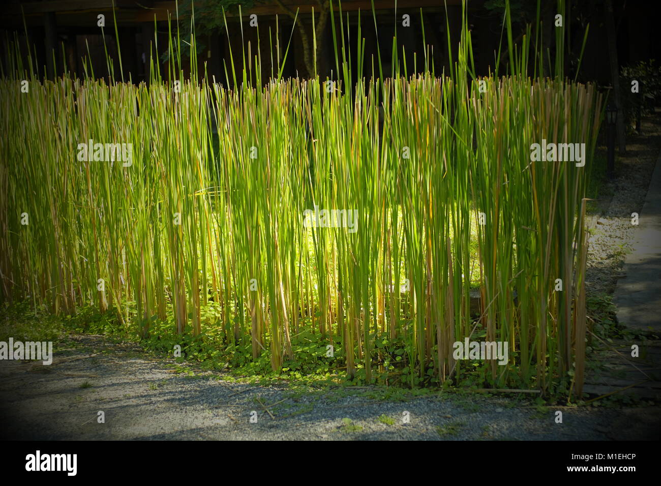 Green reed wall. Chiang Mai, Thailand. Stock Photo