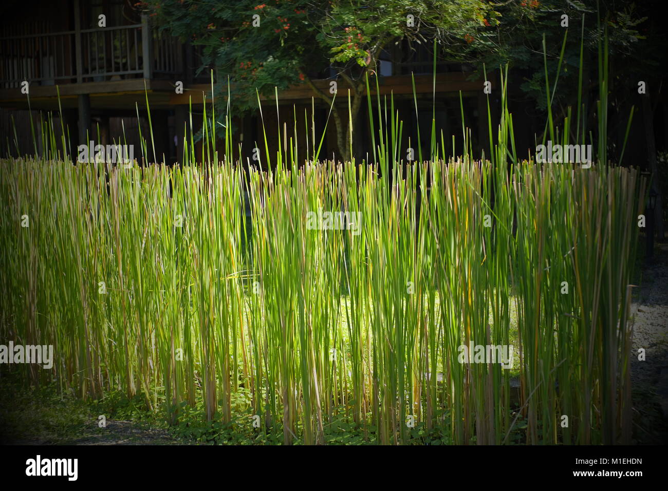 Green reed wall. Chiang Mai, Thailand. Stock Photo