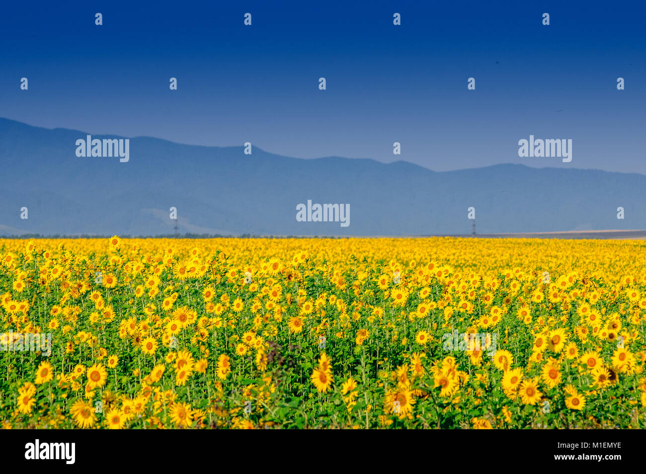 Sunflower field in full blossom in Altai in July Stock Photo