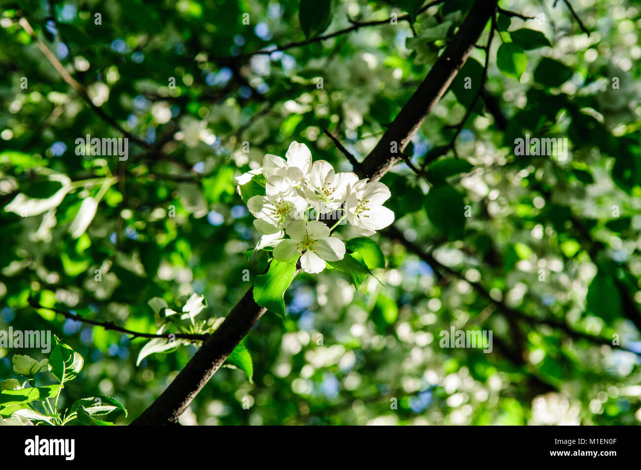 Apple tree in full blossom with white and pink flowers in June Stock