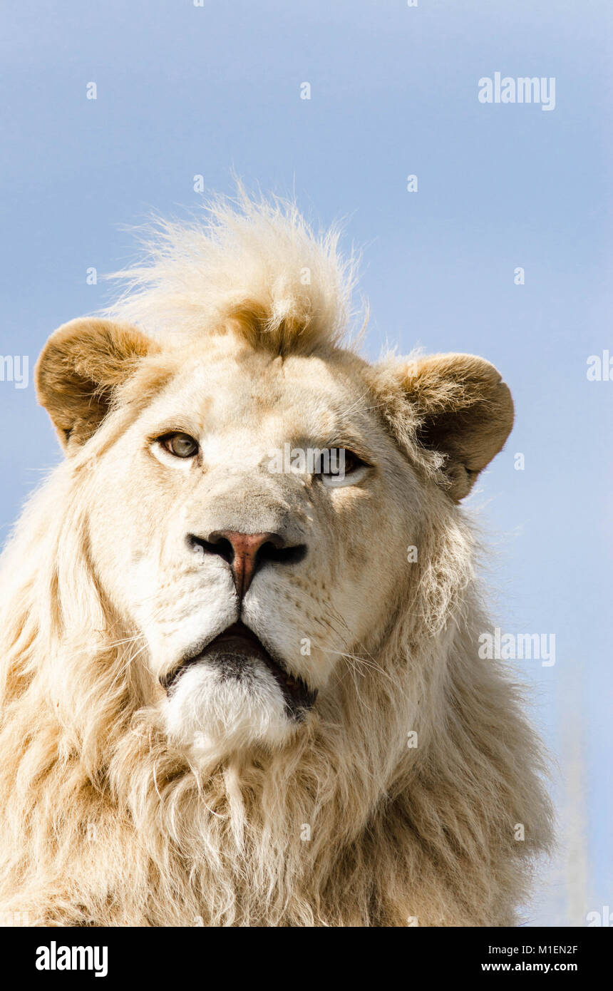 Male African white Lion (Panthera leo) Smarden Big Cat Sanctuary Kent UK Stock Photo