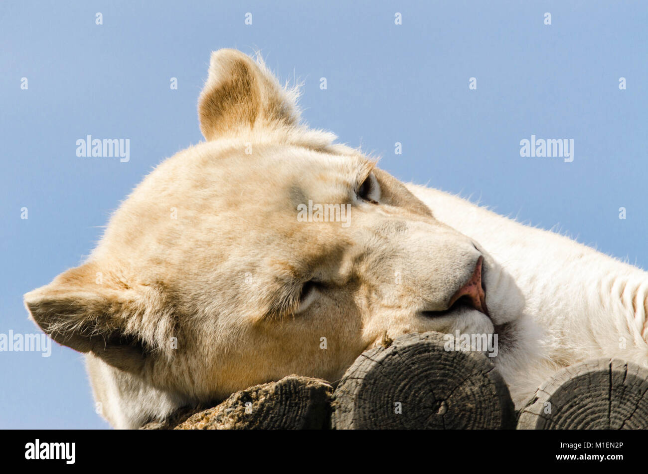 Female African white Lion (Panthera leo) Smarden Big Cat Sanctuary Kent UK Stock Photo
