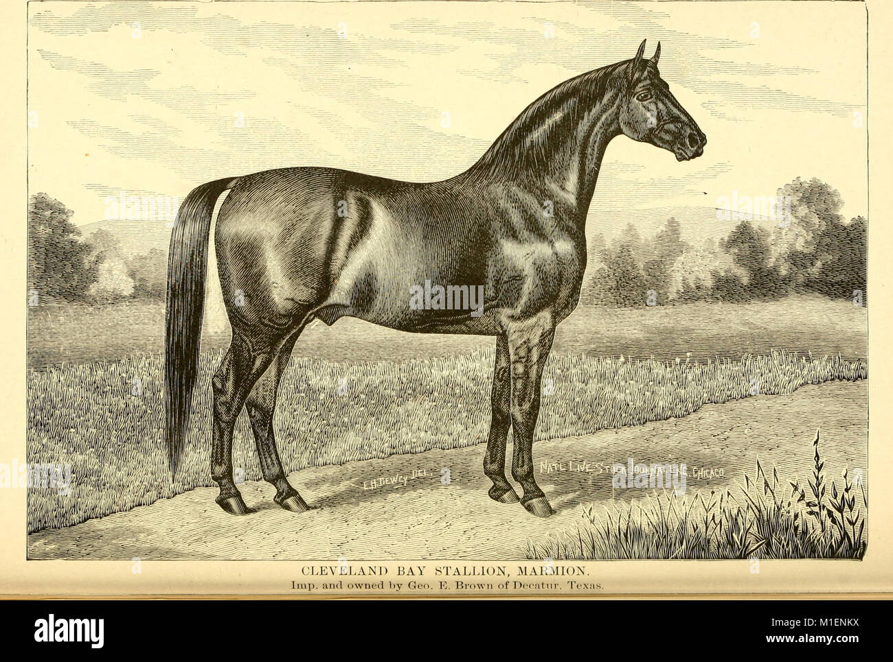 American horses and horse breeding a complete history of the horse