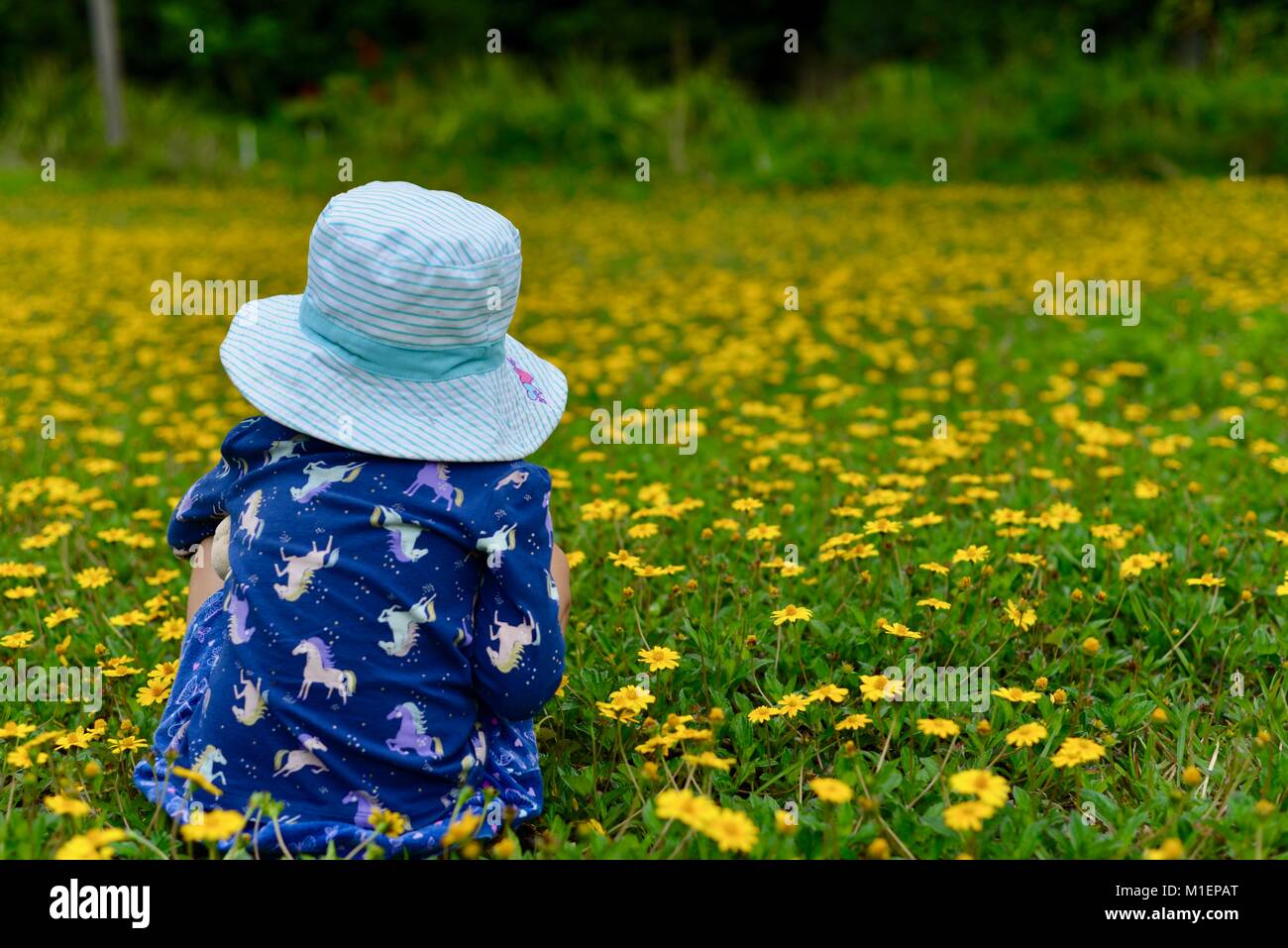 Young girl sitting in a field of yellow flowers, Paluma, Queensland ...