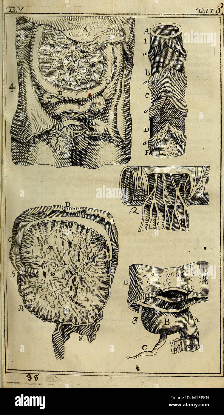 Anatomia Chirurgica, a surgical anatomy work, describes human body ...