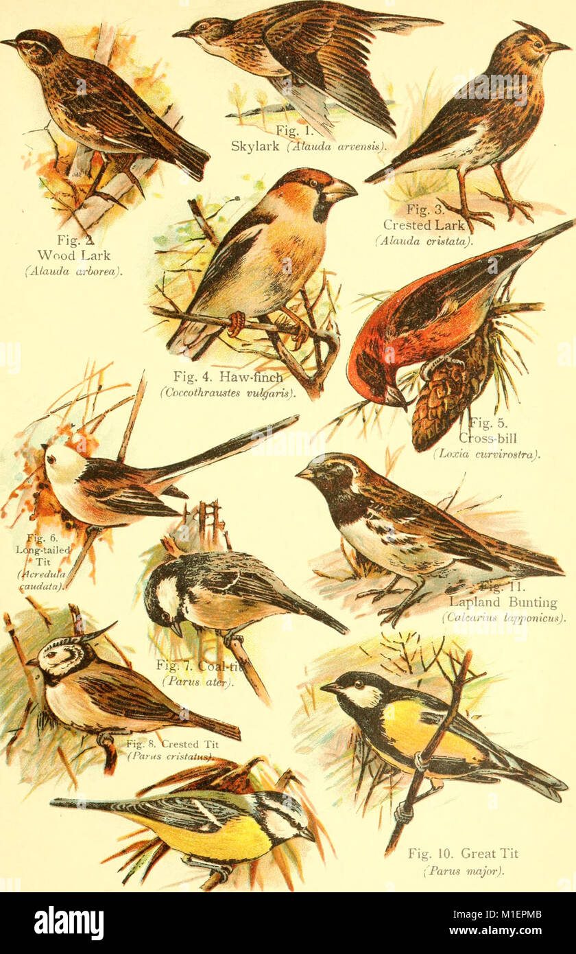 This 1908 book is a detailed guide to bird species, providing both ...
