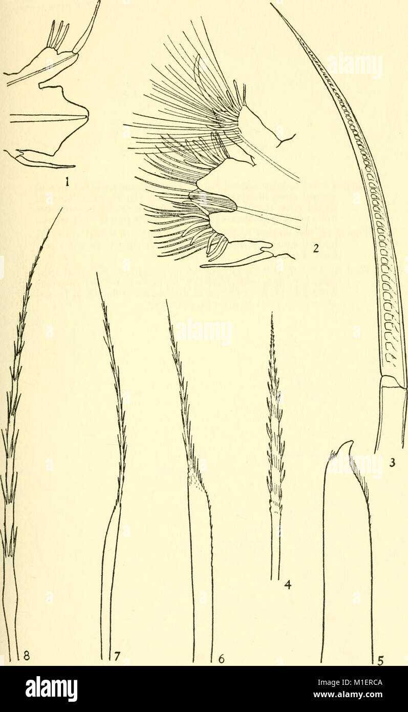 Allan Hancock Atlantic expedition (1945) (17946800692 Stock Photo - Alamy
