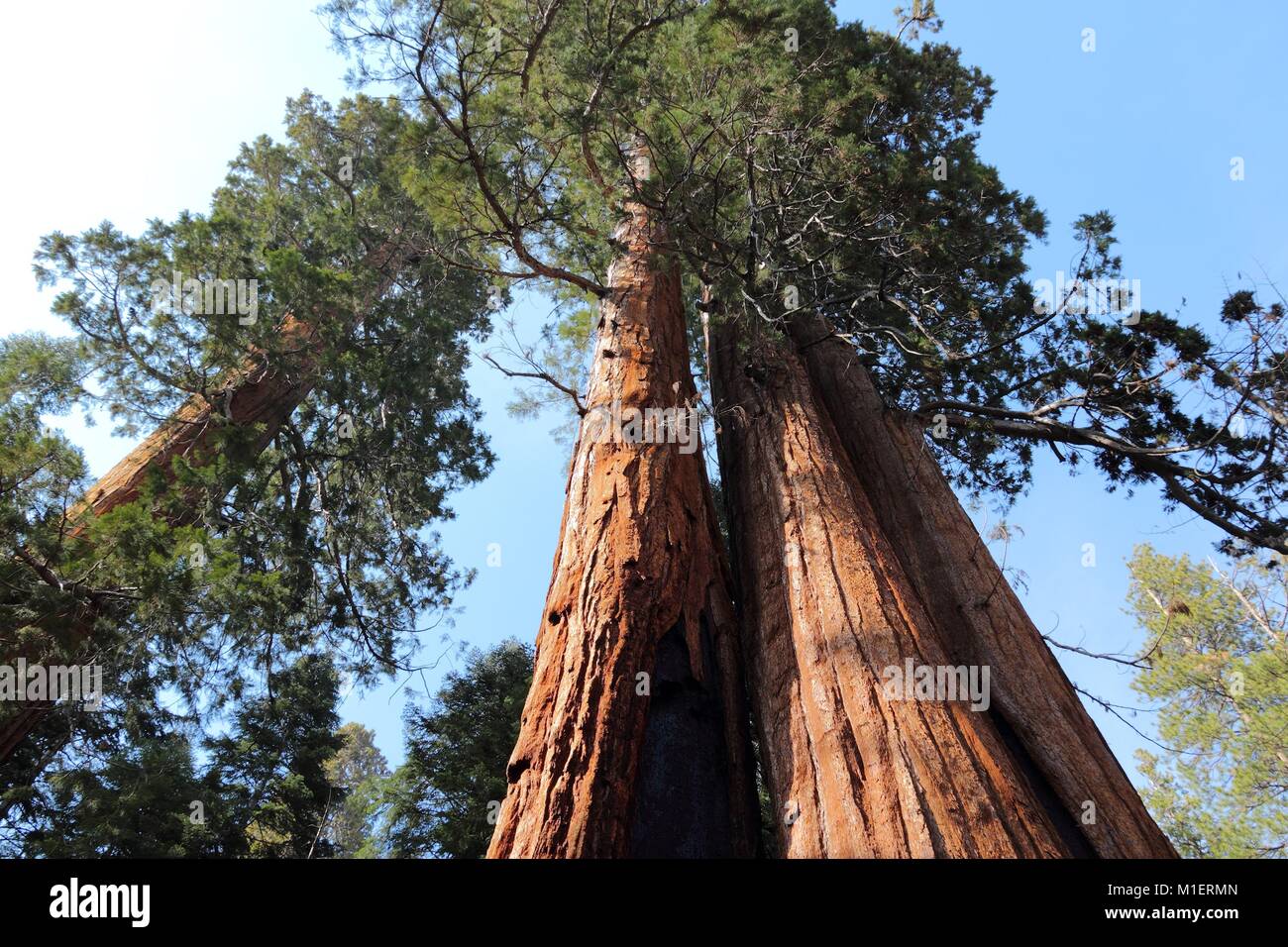 California United States National - California United States National Forest View In Giant Sequoia National M1ERMN 
