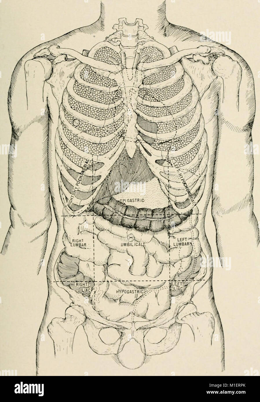 Anatomy in a nutshell - a treatise on human anatomy in its relation to ...