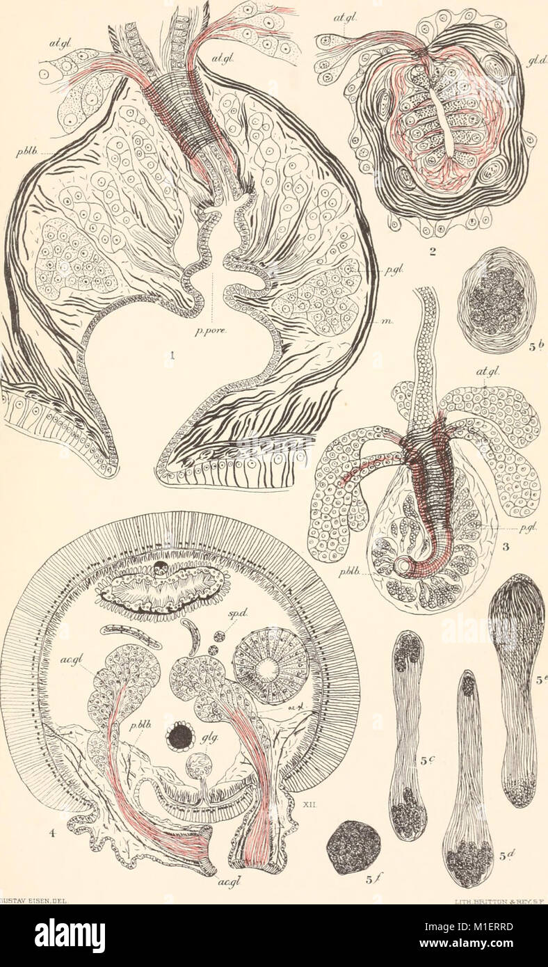'Alaska' (1901-) is a long-running publication that provides a ...
