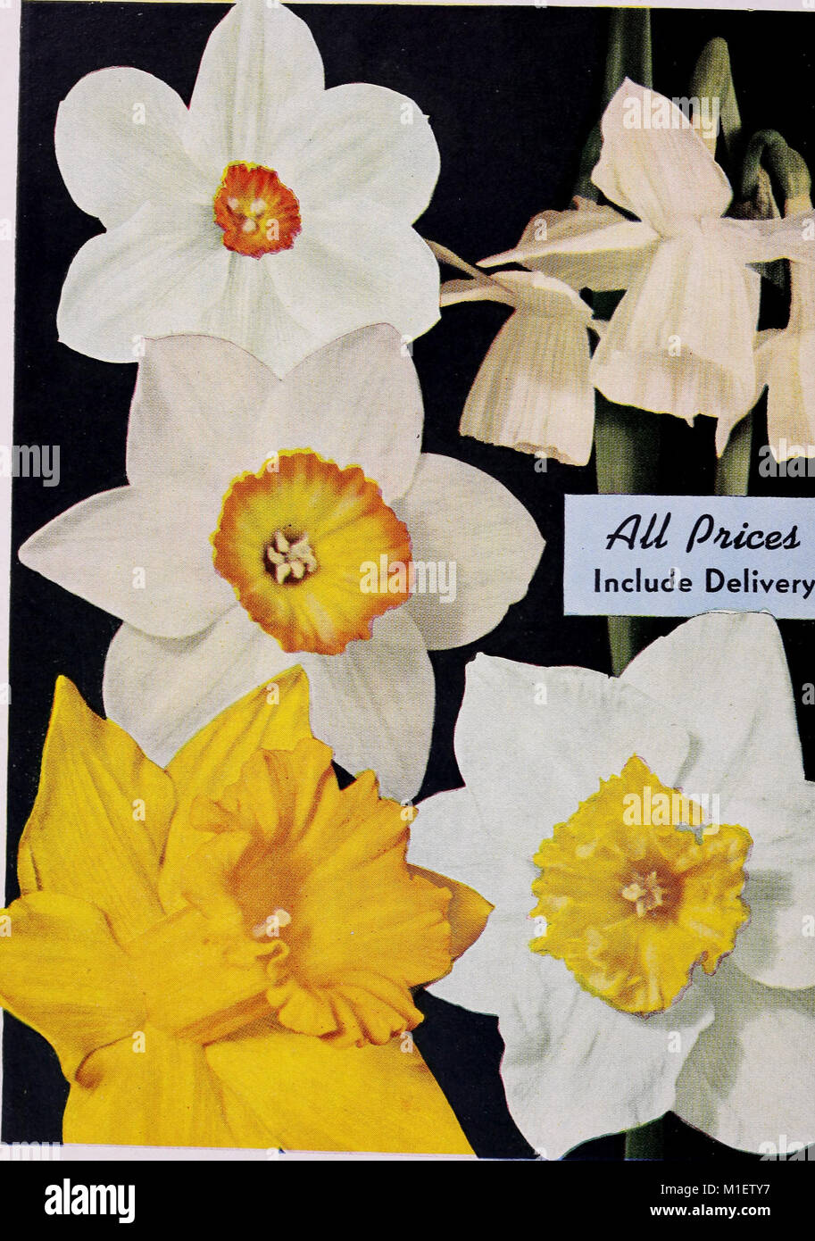 Again we offer Dutch American bulbs from the world's best growers (1945