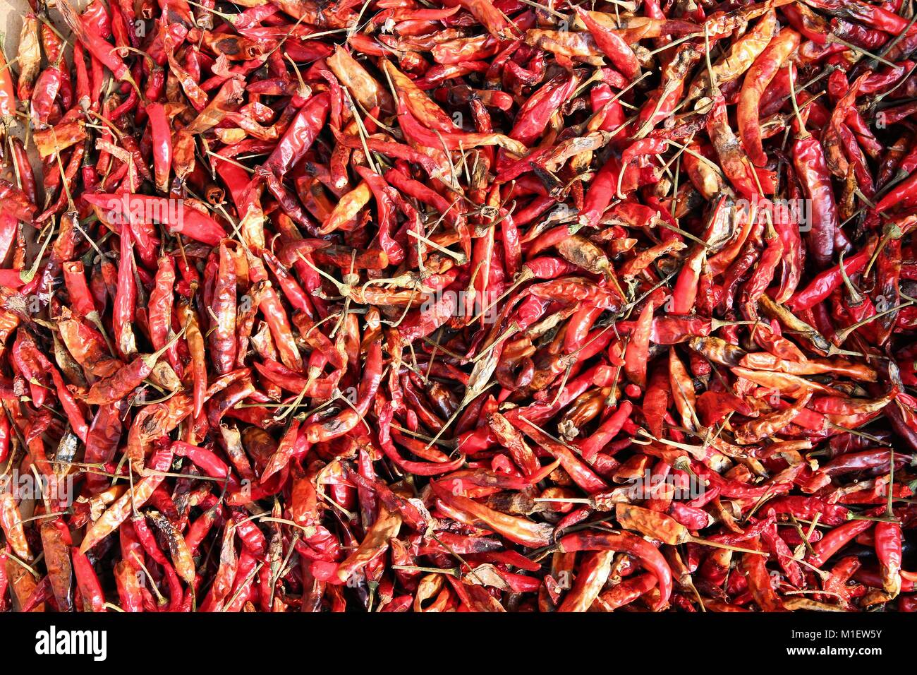 Drying red chili peppers in the sun in Bangkok, Thailand. Thai cuisine