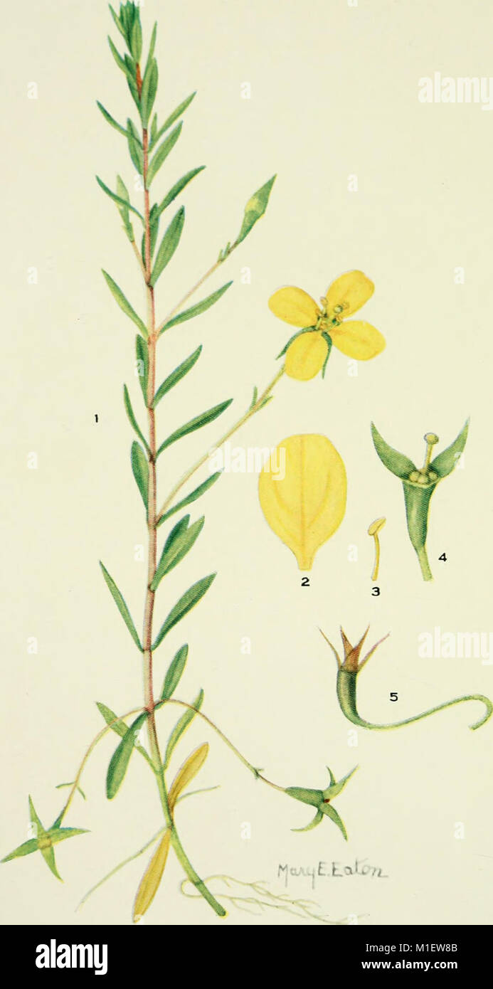 Addisonia, first published in 1916, features colored illustrations and ...