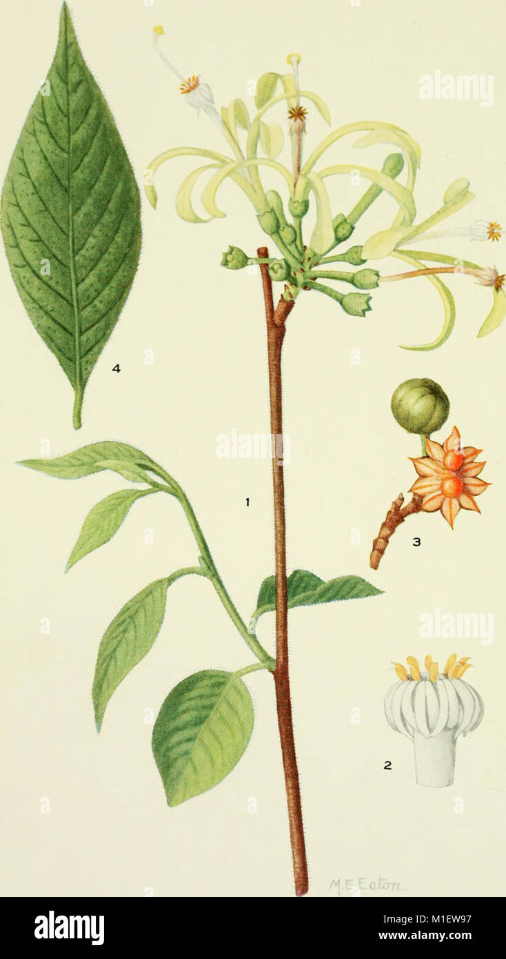 *Addisonia* offers colored plant illustrations and accessible ...