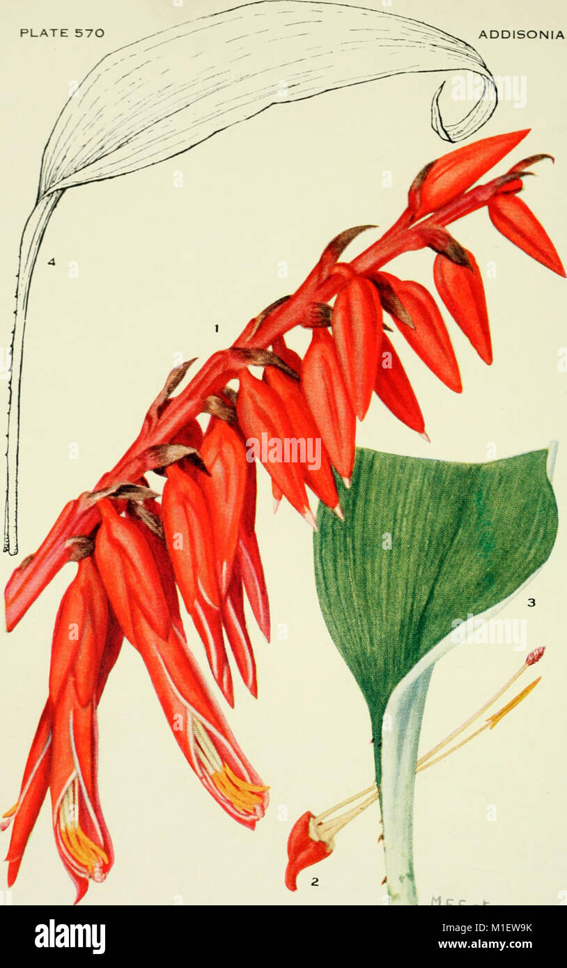 'Addisonia' (1916-1964) is a series of publications featuring colored ...