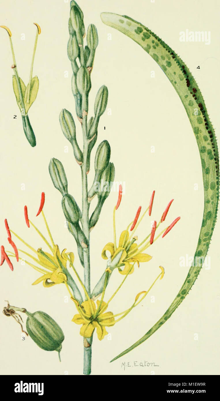 Addisonia - colored illustrations and popular descriptions of plants ...