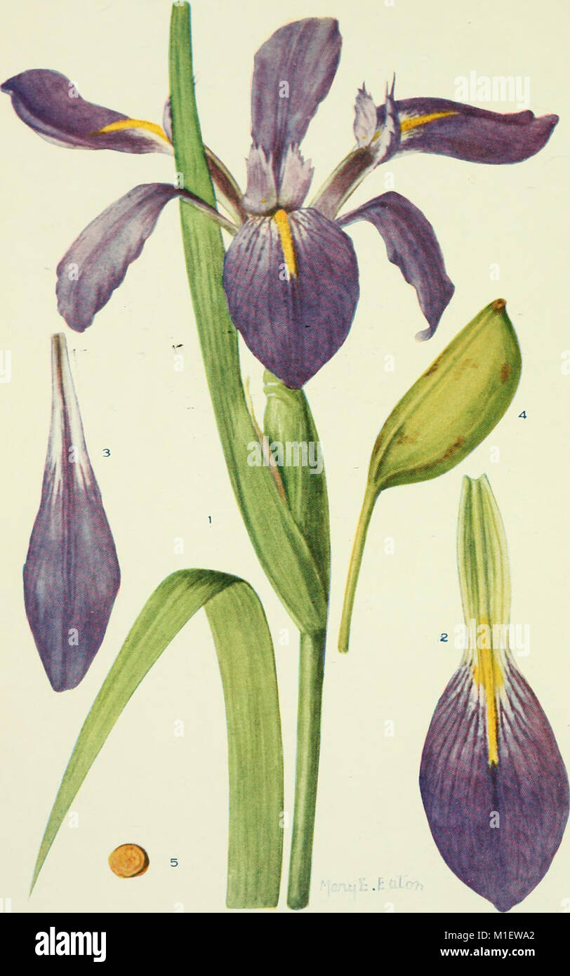 Addisonia is a series of botanical works featuring detailed colored ...