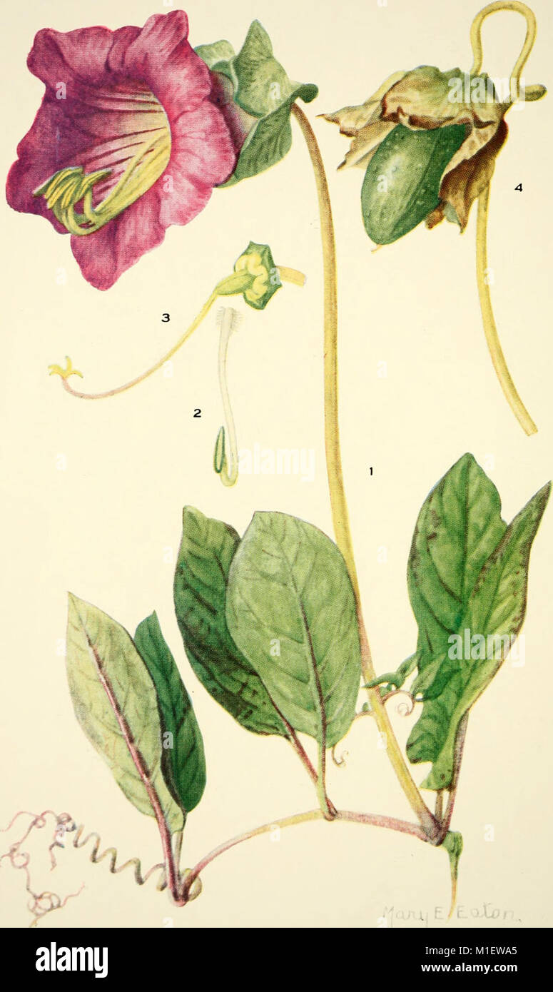 Addisonia, a series of illustrated botanical publications from 1916 to ...