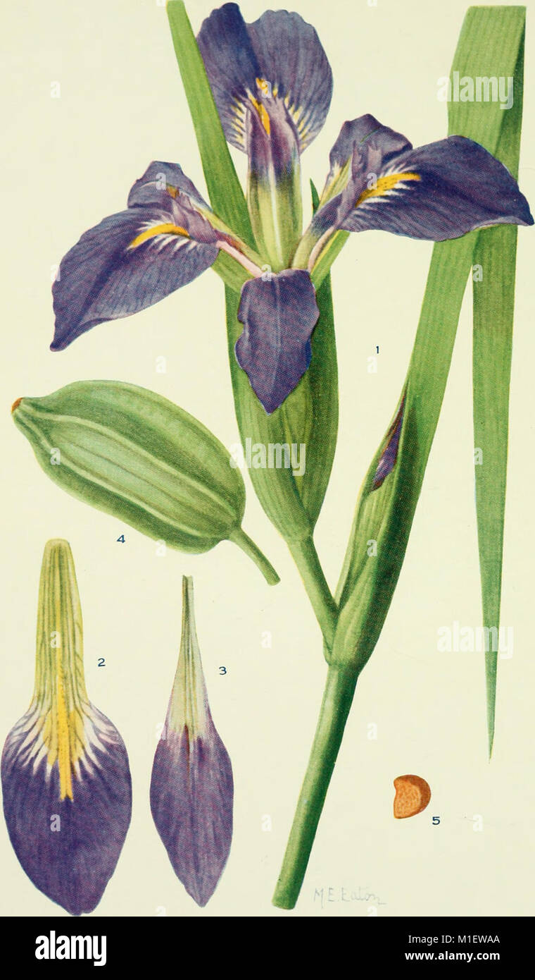 Educate on plant identification hi-res stock photography and images - Alamy