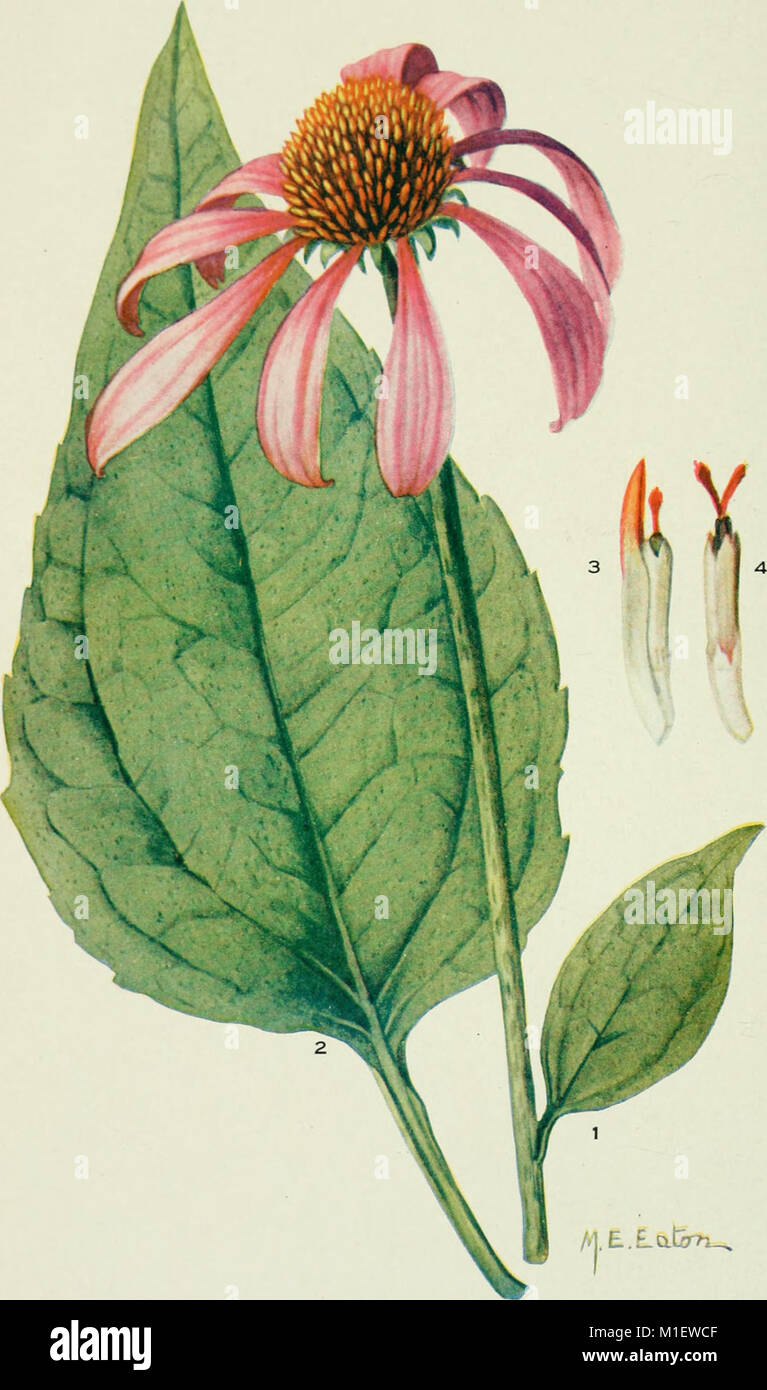 Addisonia, published from 1916 to 1964, is a botanical journal that ...