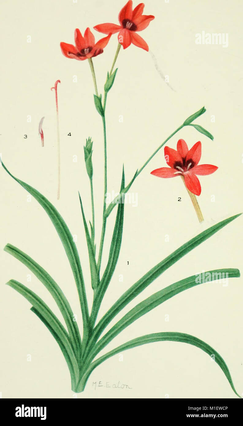 Addisonia, published between 1916 and 1964, is a botanical journal ...