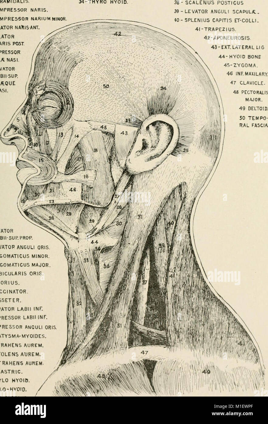 Anatomy in a nutshell - a treatise on human anatomy in its relation to ...
