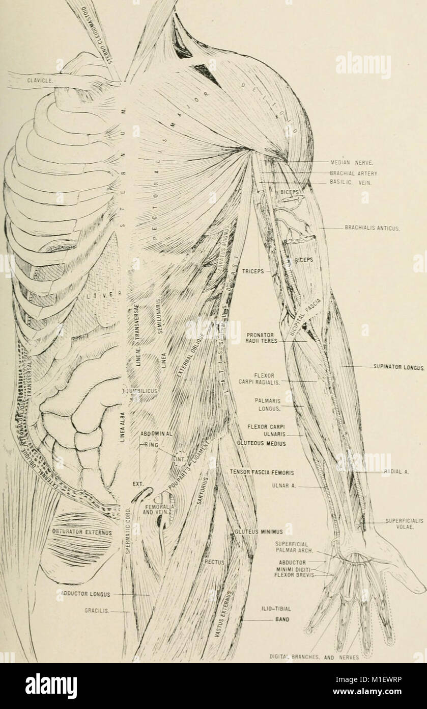 This 1905 treatise explores human anatomy with a focus on its ...