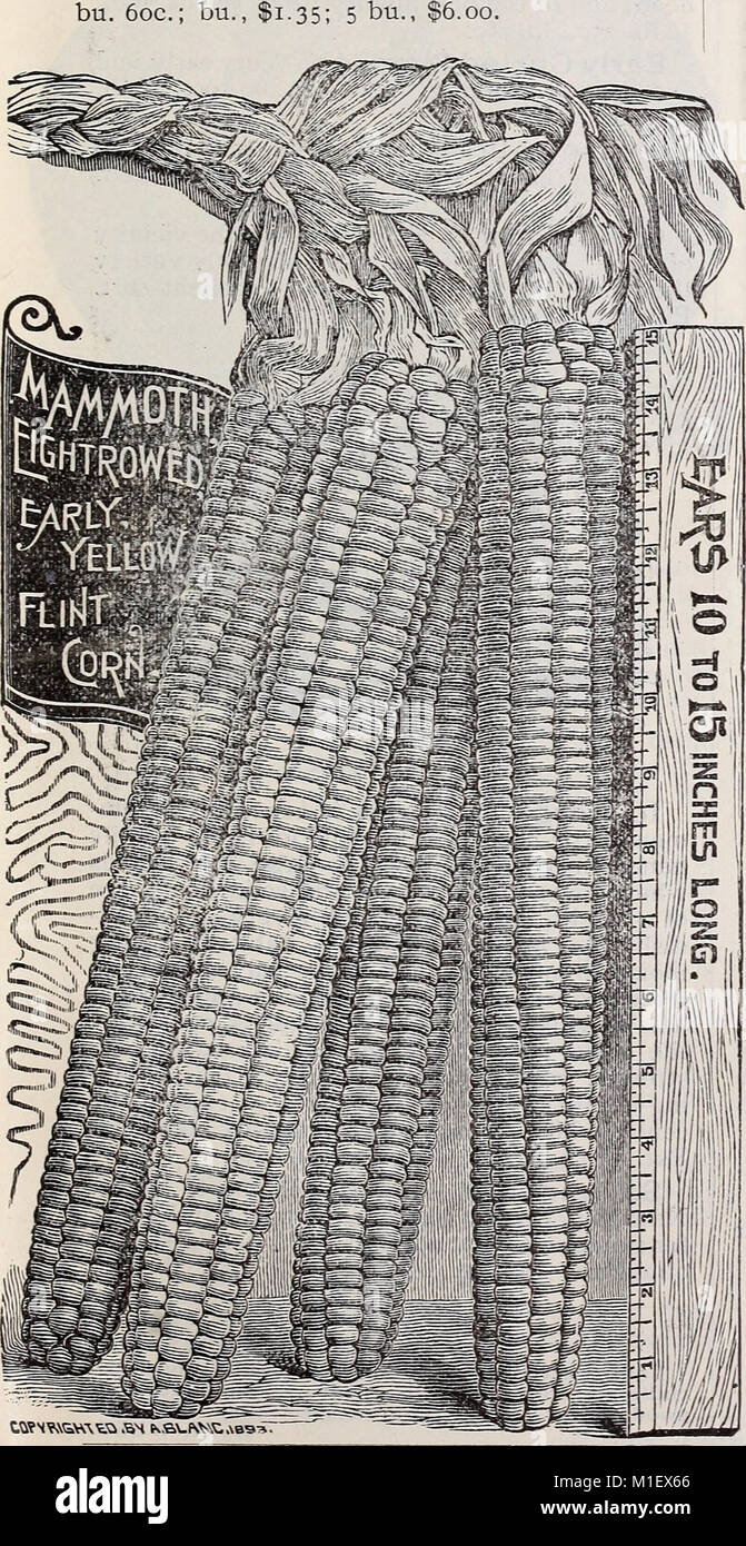 1900 seed, bulb, and plant catalogue (1900) (20557475775 Stock Photo