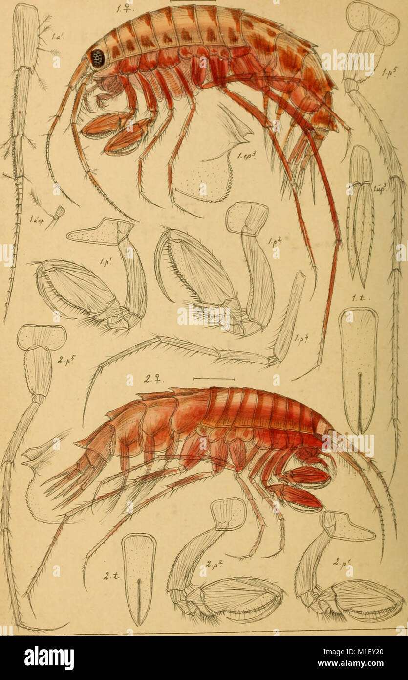 Understanding crustacean biology hi-res stock photography and images ...