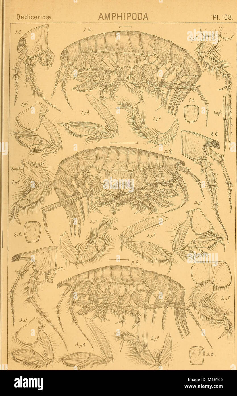 Understanding crustacean anatomy hi-res stock photography and images ...