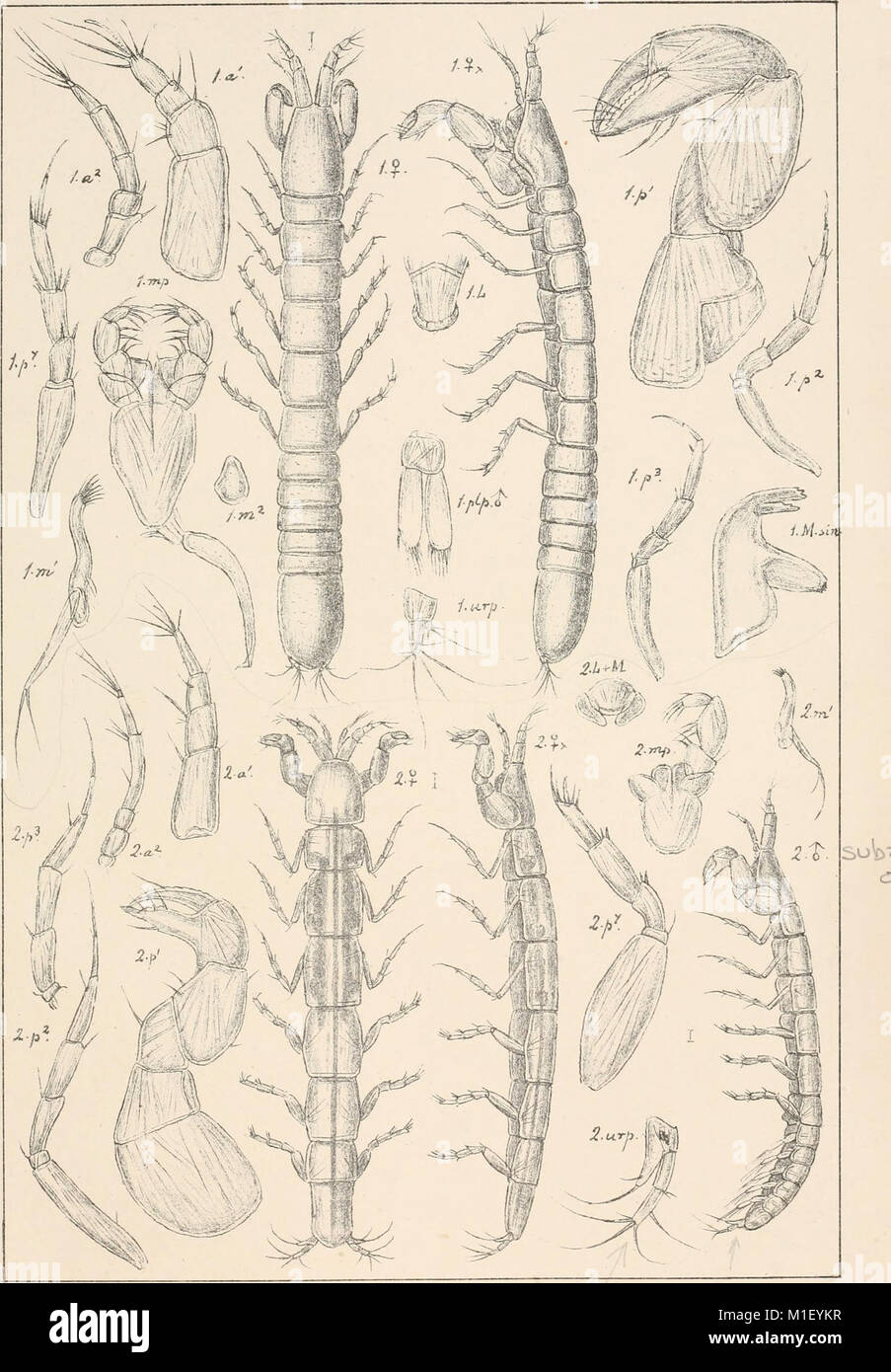 An account of the Crustacea of Norway, with short descriptions and figures of all the species (1899) (16744033406) Stock Photo