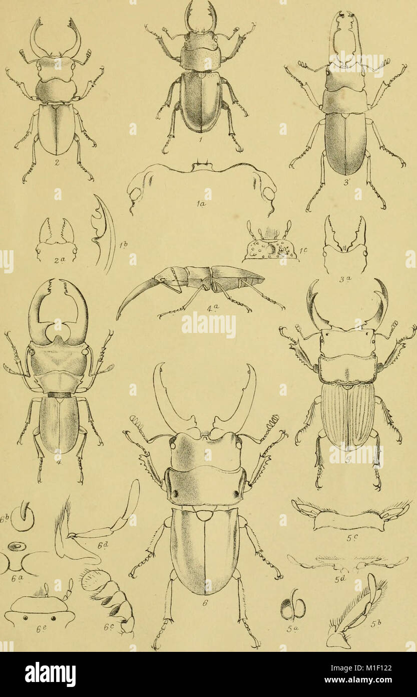 This catalog from 1864 documents various Lucanoid Coleoptera species ...
