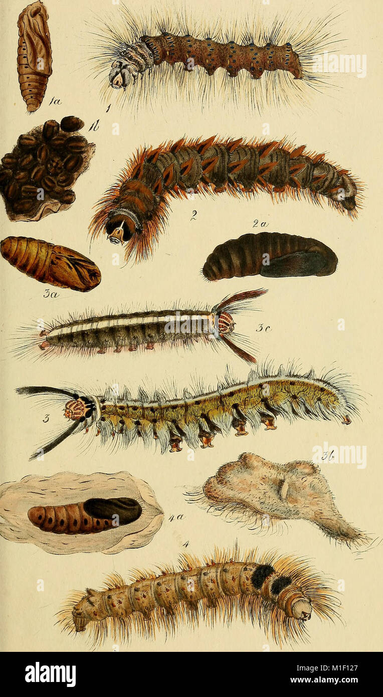 A catalogue of the lepidopterous insects in the museum of the Hon. East ...