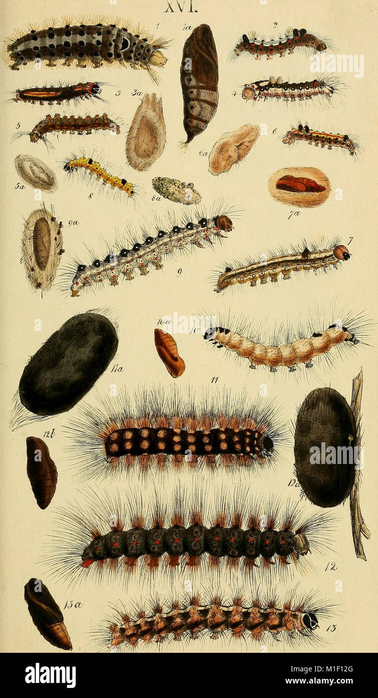 A catalogue of the lepidopterous insects in the museum of the Hon. East ...
