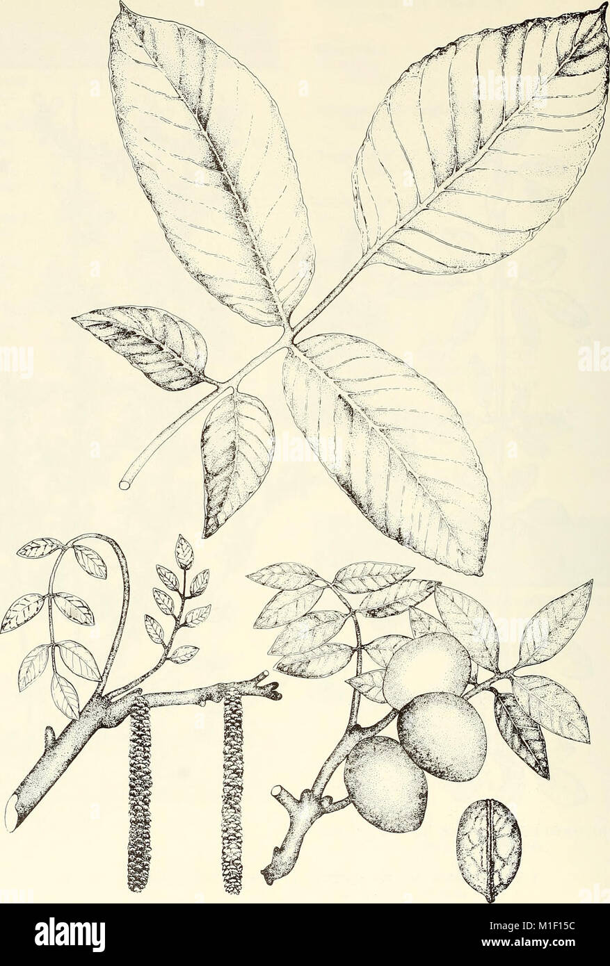 This catalog provides a comprehensive list of cultivated woody plants