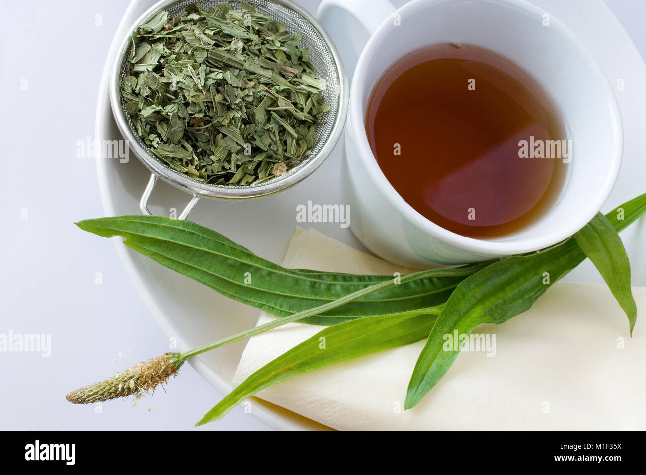 homemade remedy - herbal plantain tea (plantago lanceolata) on the white background - health care and medical treatment Stock Photo