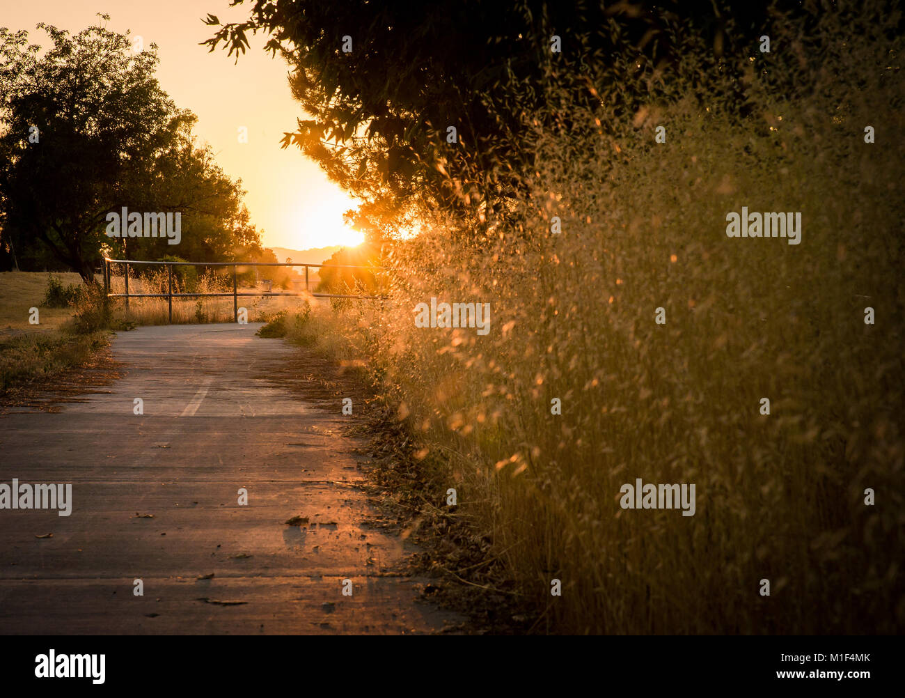 Golden Sunset Path Stock Photo - Alamy