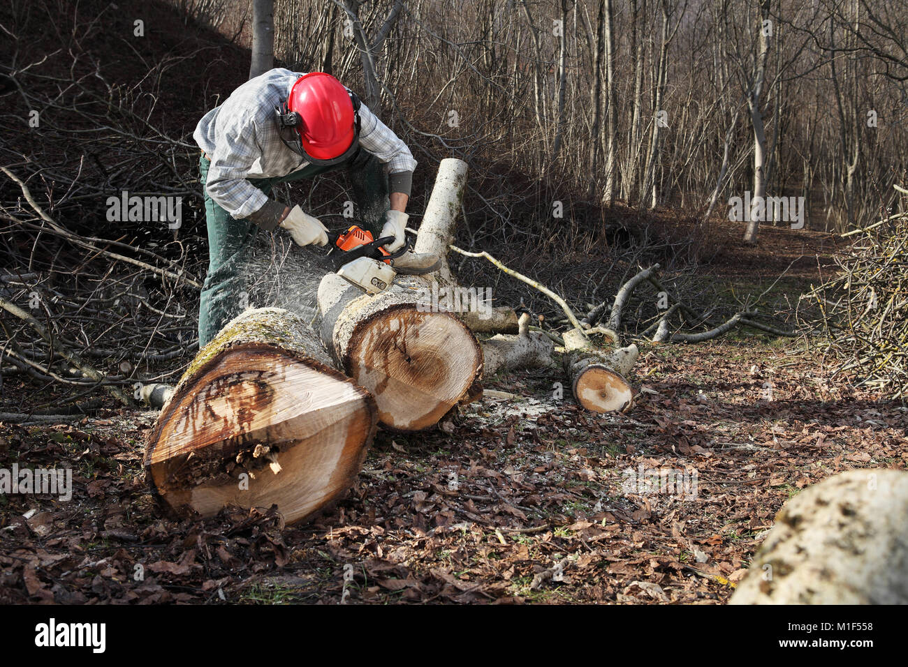 Lumberjack using chainsaw cutting big tree during the autumn wearing ...