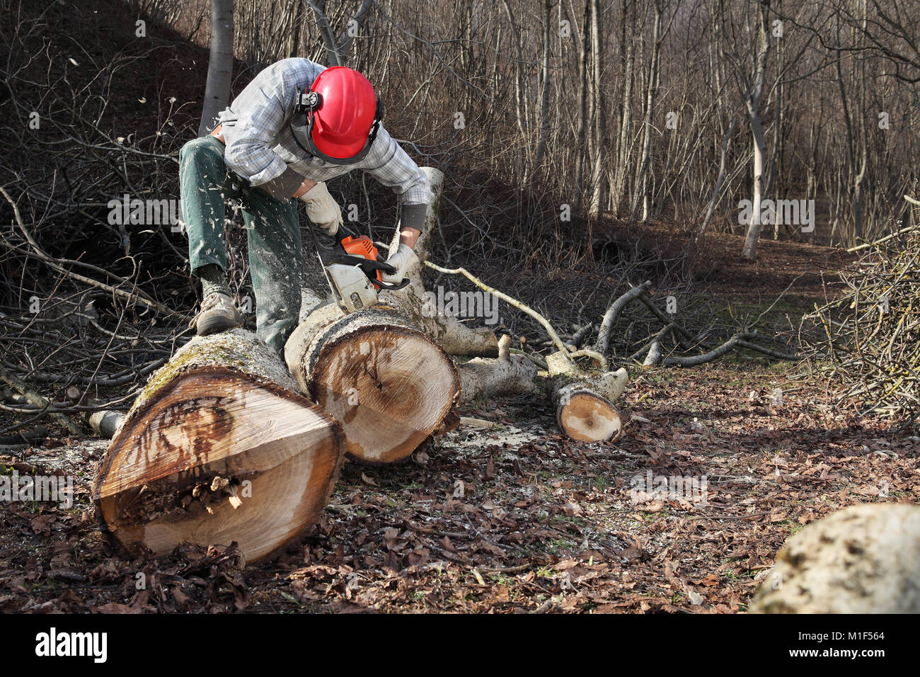 Lumberjack using chainsaw cutting big tree during the autumn wearing ...