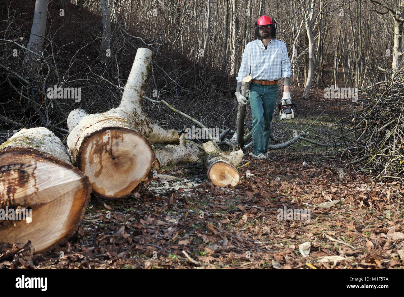 Lumberjack using chainsaw cutting big tree during the autumn wearing