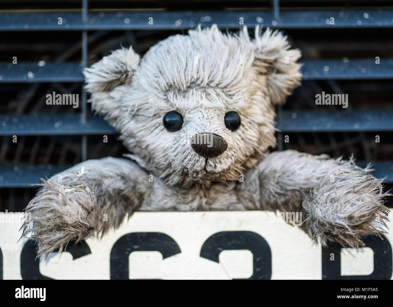 An old teddy bear on the front of a waste collection vehicle. Stock Photo