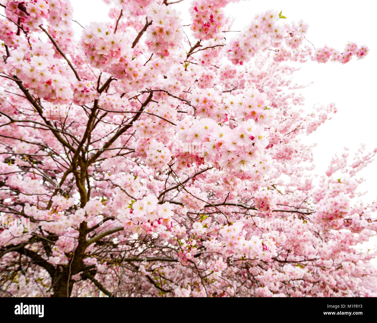 Flowering sakura hi-res stock photography and images - Alamy